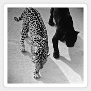 Leopards Sticker